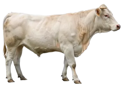 Imagen PNG para descargar